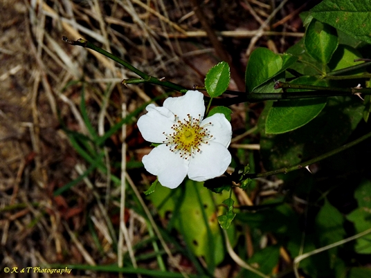 {Rosa luciae}